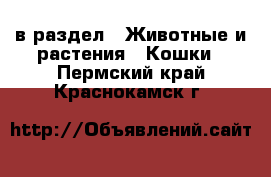  в раздел : Животные и растения » Кошки . Пермский край,Краснокамск г.
